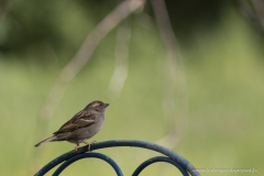 Moineau domestique