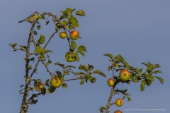 Mésange bleue