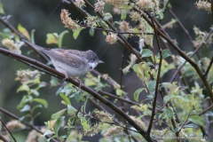 Fauvette passerinette