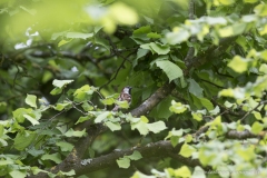 Moineau male