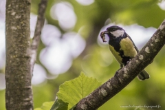 Mésange charbonnière