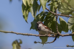 Moineau male