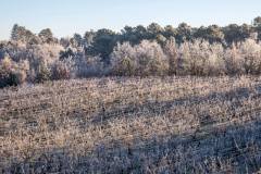 La vigne sous la glace à Bélaye