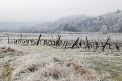 La vigne sous la glace à Pescadoires