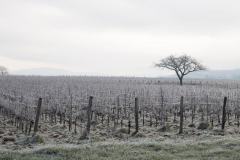 La vigne sous la glace à Pescadoires