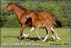 jucunda-02