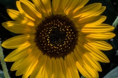 fleur-de-tournesol_14601384338_o