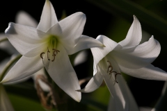 iris_14292040370_o