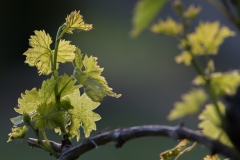 la-vigne_17141587728_o