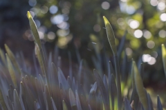le-printemps-est-bientot-l_16121084423_o