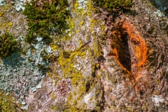 lichen_14562729119_o