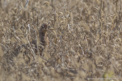 Oiseaux